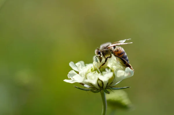 Krem iğne çiçekleri bir arı ile, makro yakın çekim, beyaz rüzgâr çiçeği ve bir arı, yeşil doğal arka plan.