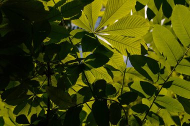 Kestane yaprakları, kestane ağaçları, büyük yeşil yapraklar..