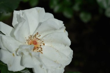 Beyaz gül yağmurdan sonra, eski gül, çiçek başı yakından, beyaz taç yaprakları