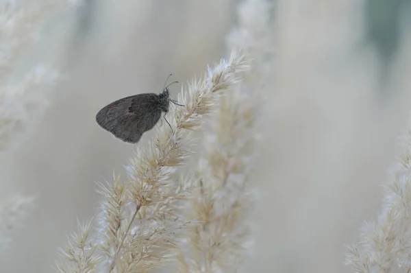 Piccola Farfalla Brughiera Una Pianta Soffice Vicino Farfalla Grigia Arancione — Foto Stock