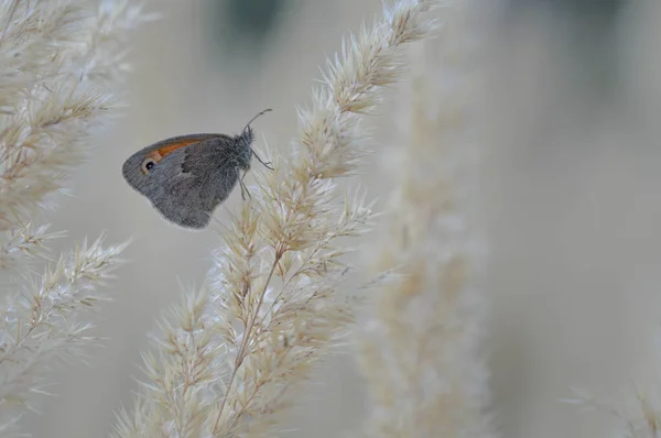 Piccola Farfalla Brughiera Una Pianta Soffice Vicino Farfalla Grigia Arancione — Foto Stock