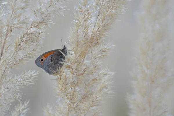 Kleiner Heideschmetterling Auf Einer Flauschigen Pflanze Nahaufnahme Grauer Und Orangefarbener — Stockfoto