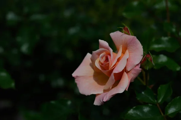 Rosa Rosa Flor Cabeza Cerca Jardín Fondo Natural Oscuro — Foto de Stock