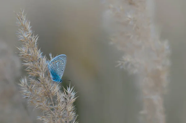 Papillon Bleu Commun Sur Une Plante Duveteuse Dans Nature Gros — Photo