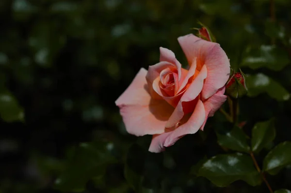 Rosa Rosa Flor Cabeza Cerca Jardín Fondo Natural Oscuro —  Fotos de Stock