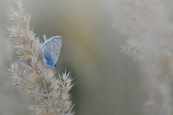 Gewöhnlicher Blauer Schmetterling Auf Einer Flauschigen Pflanze Der Natur Aus — Stockfoto