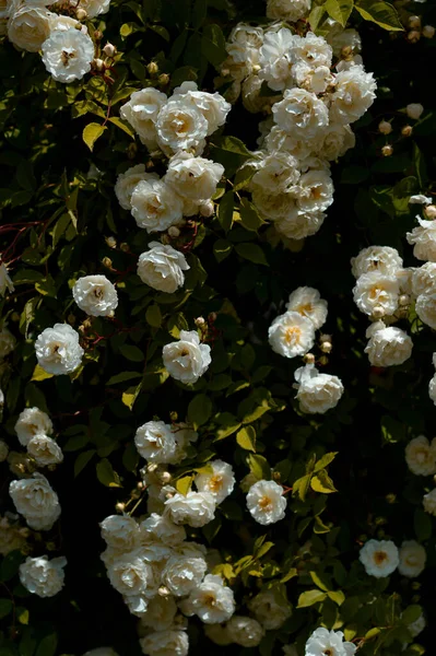 Gül çalısı, beyaz gül çalısı, gül başları, yeşil yapraklar, bahçede karamsar çiçek fotoğrafı..