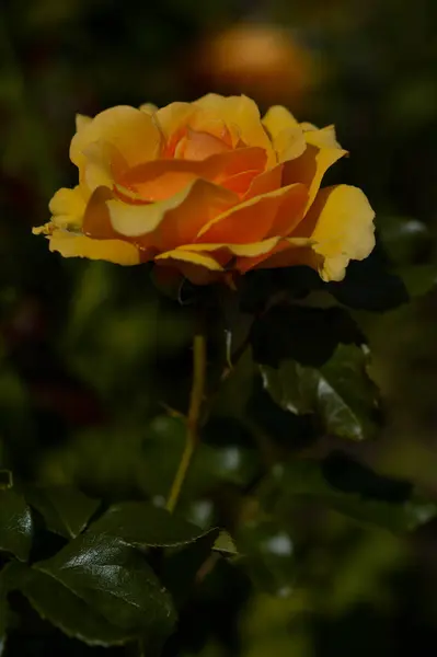 Rosa Naranja Flor Jardín Cabeza Flor Cerca Macro —  Fotos de Stock