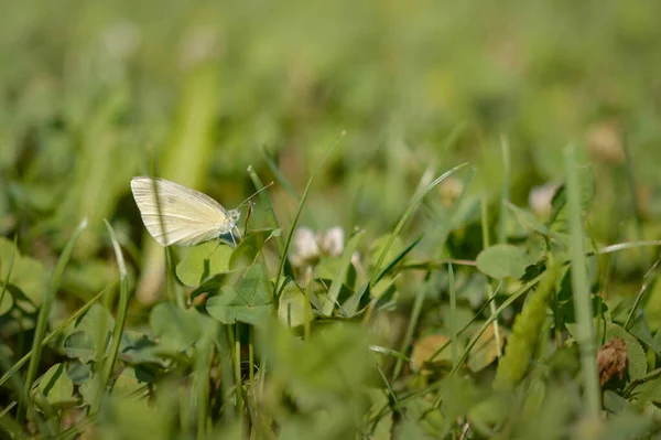 Wood White Butterfly Nature Grass Green Background Side View Small — Stock Photo, Image