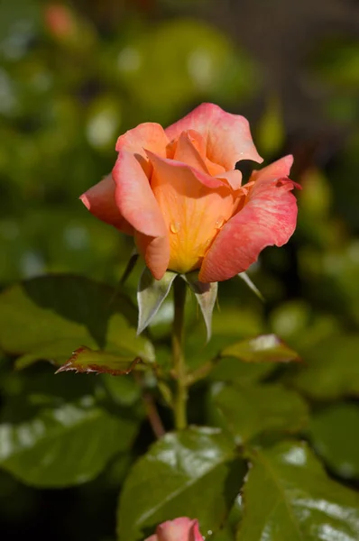 Rosa Naranja Amarilla Flor Jardín Cabeza Flor Cerca Macro — Foto de Stock