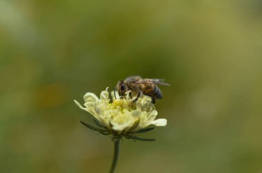 Krem iğne çiçekleri bir arı ile, makro yakın çekim, beyaz rüzgâr çiçeği ve bir arı, yeşil doğal arka plan.