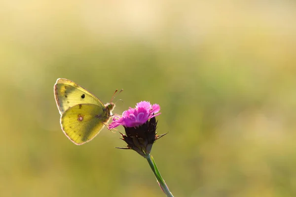 Clouded Yellows Yellow Butterfly Flower Nature Macro Green Natural Background — Stock Photo, Image