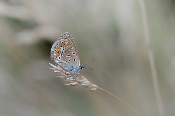 乾燥した植物の一般的な青い蝶 自然の小さな灰色と青の蝶 秋の自然 サイドビュー 閉じた翼 蝶の下 — ストック写真