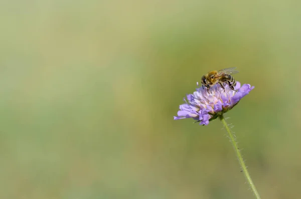 Purple Pincushion Flower Bee Bee Purple Wildflower Nature Macro Close — Foto de Stock