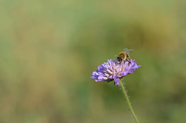 Μωβ Λουλούδι Pincushion Και Μέλισσα Μέλισσα Ένα Μωβ Αγριολούλουδο Στη — Φωτογραφία Αρχείου