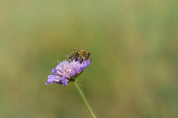 Purple Pincushion Flower Bee Abelha Uma Flor Silvestre Roxa Natureza — Fotografia de Stock