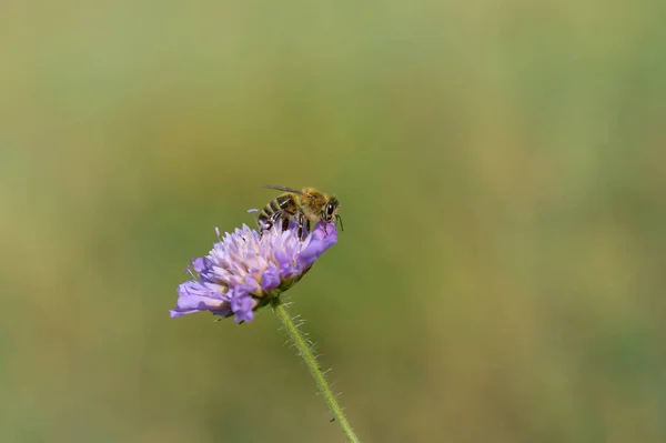 Lila Nadelkissen Blume Und Die Biene Biene Auf Einem Lila — Stockfoto