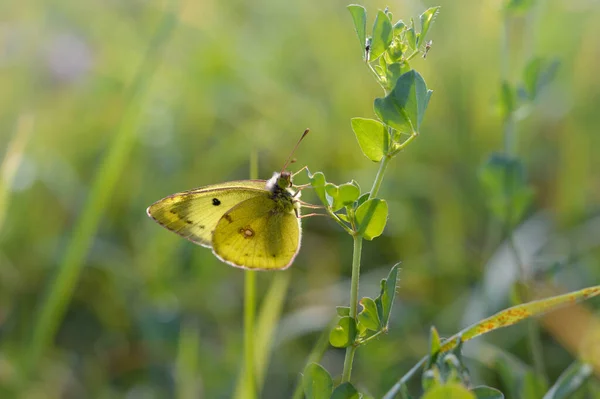 Clouded Yellows Yellow Butterfly Green Plant Nature Macro Close — Stock Photo, Image