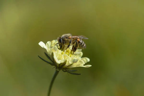 Tejszín Tűpárnák Virág Egy Méh Makró Közelről Fehér Szélvirág Egy — Stock Fotó
