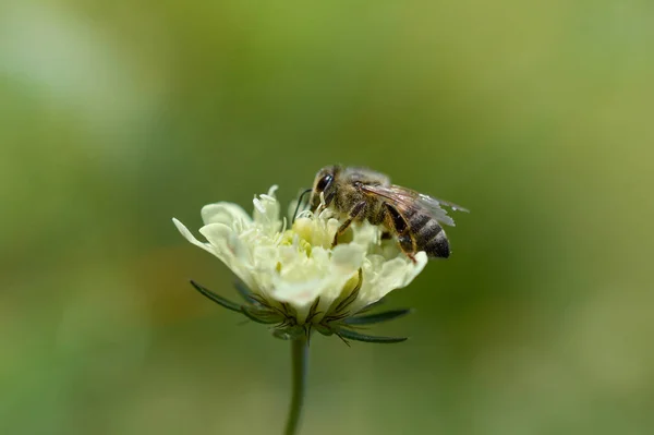 Μαξιλάρια Κρέμας Λουλούδι Μια Μέλισσα Μακροεντολή Από Κοντά Λευκό Ανεμόμυλο — Φωτογραφία Αρχείου