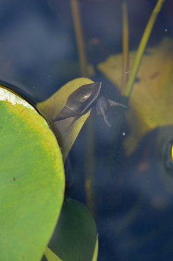 Tatlı su salyangozu, su altında salyangoz, suda, küçük bir gölde, nilüfer yaprakları üzerinde..