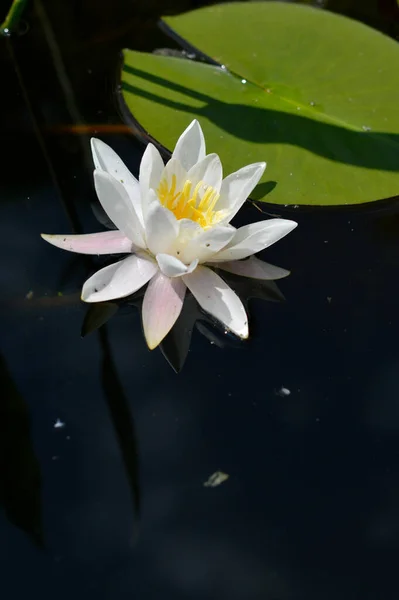 Квітка Білої Водної Лілії Озері Воді Водних Рослинах Листі Лілії — стокове фото