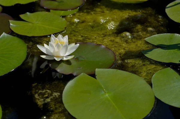 Flor Lírio Água Branca Lago Água Plantas Água Folhas Lírio — Fotografia de Stock