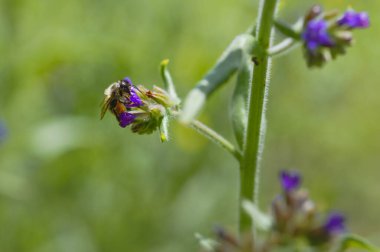 Mor bir kır çiçeğinin üzerindeki küçük arı doğaya yakın, yeşil doğal arka plan.