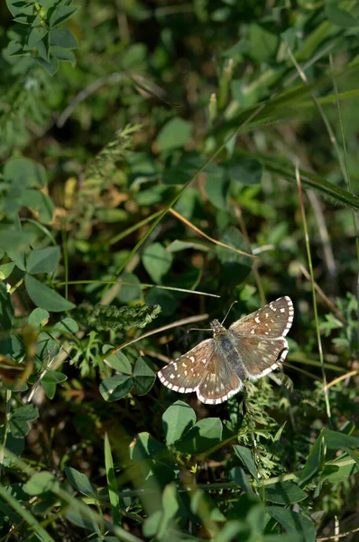 Safflower Skipper Marrom Skipper Borboleta Uma Planta Natureza Chão Grama — Fotografia de Stock