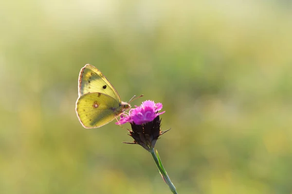 Clouded yellows, yellow butterfly on a flower in nature macro. Green natural background. Side view, closed wings.