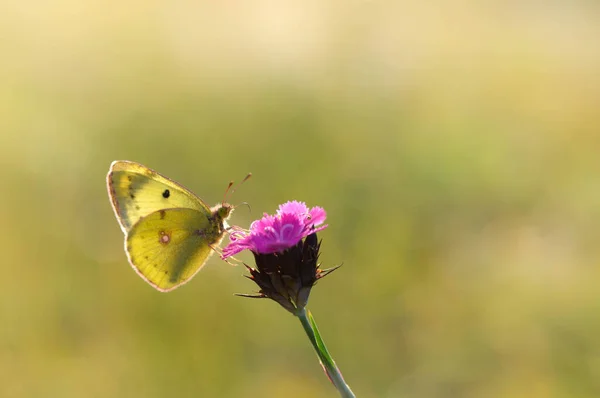 Clouded Yellows Yellow Butterfly Flower Nature Macro Green Natural Background — Stock Photo, Image