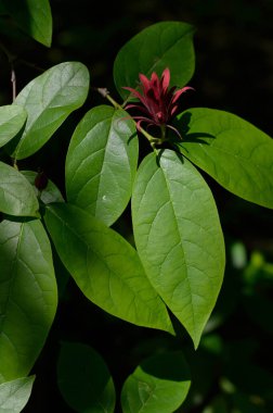 Tatlı çalılar, çalılar, kırmızı çiçekler ve büyük yeşil yapraklar, açan koyu kırmızı çiçekler..