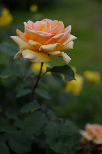 Orange Tampilan Samping Mawar Persik Foto Vertikal Kepala Mawar Dekat — Stok Foto