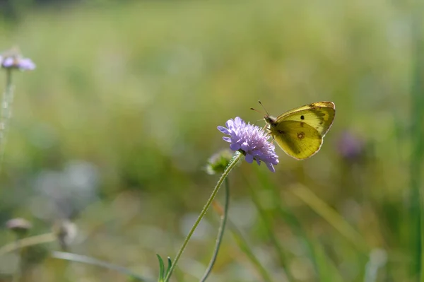 黄昏时分 黄蝴蝶在松软的花朵上 黄蝴蝶在紫色野花上 — 图库照片
