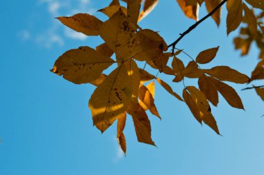 Turuncu sonbahar yaprakları ve gökyüzü, mavi gökyüzü, yukarı bak..