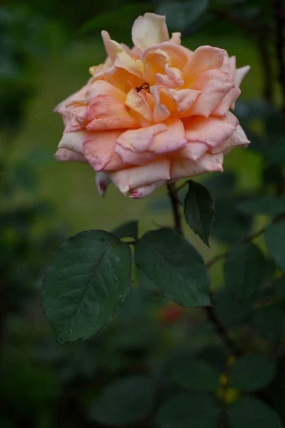 Old Pastel Pink Dan Orange Rose Rain Garden Withering Flower — Stok Foto