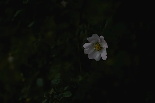 Ciemna Róża Jedna Dzika Róża Psia Róża Jeden Kwiat Krzewie — Zdjęcie stockowe