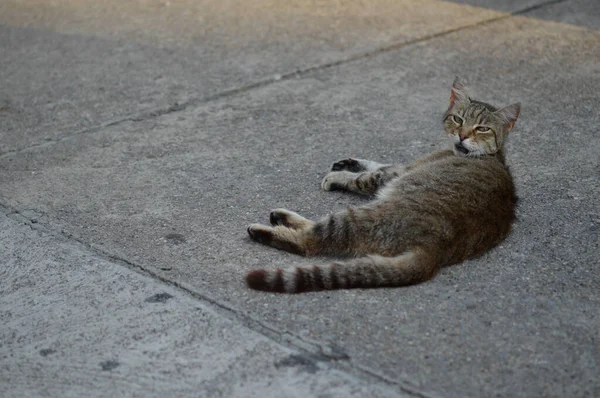 Streunende Katze Auf Dem Boden Liegend Gestreifte Katze — Stockfoto