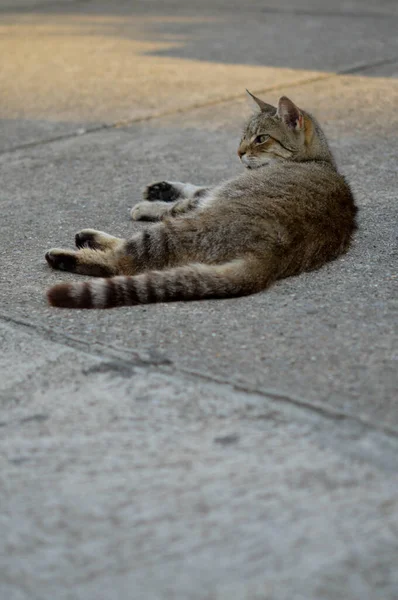 野良猫 地面に横たわって 縞模様の猫 — ストック写真