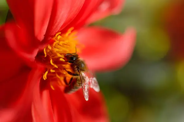 Bijen Een Rode Bloemenkop Bij Bestuivend Werkbij Close Bij — Stockfoto