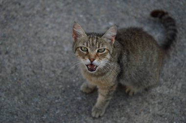 Kedi portresi miyavlayan kedi, çizgili sokak kedisi.