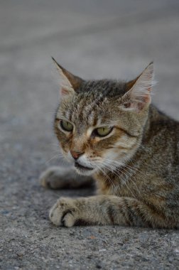Kedi portresi, çizgili sokak kedisi yerde, kahverengi kedi, kedi bakışı, büyük yeşil gözler.