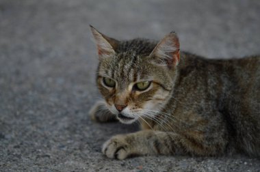 Kedi portresi, çizgili sokak kedisi yerde, kahverengi kedi, kedi bakışı, büyük yeşil gözler.