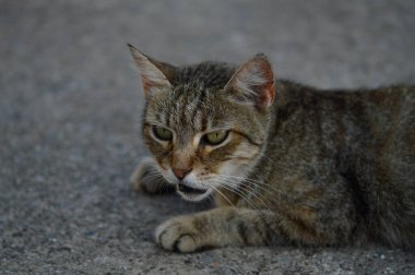 Kedi portresi, çizgili sokak kedisi yerde, kahverengi kedi, kedi bakışı, büyük yeşil gözler.