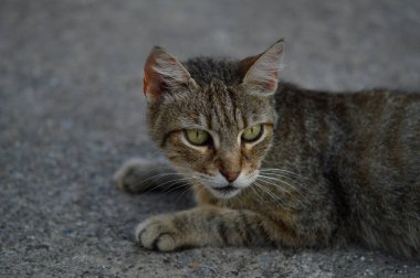 Kedi portresi, çizgili sokak kedisi yerde, kahverengi kedi, kedi bakışı, büyük yeşil gözler.