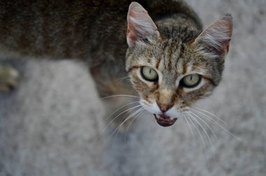 Kedi portresi miyavlayan kedi, çizgili sokak kedisi.