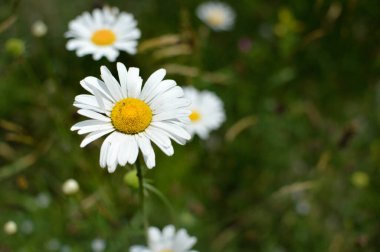 Vahşi doğada öküz gözü papatya, kır çiçeği, tarla.