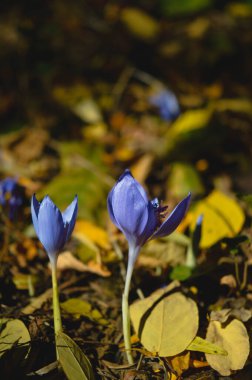 Crocus banaticus, mor kır çiçeği Sonbaharın başlarında, açık havada mor çiçek..