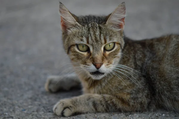 猫の肖像画 地面に縞模様の野良猫 茶色の猫 猫の視線 大きな緑の目 — ストック写真