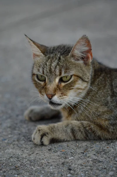 猫の肖像画 地面に縞模様の野良猫 茶色の猫 猫の視線 大きな緑の目 — ストック写真